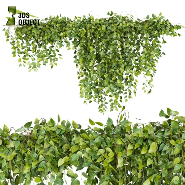 3d creeping ivy plant models botanical Visualization Landscape Foliage Vegetation buy purchase Rendering Environment tree Design high low poly cinema 4d 3ds max blender enscpae fbx obj Rhino Sketchup lumion architectural Ivy Design Software Ivy Rendering
