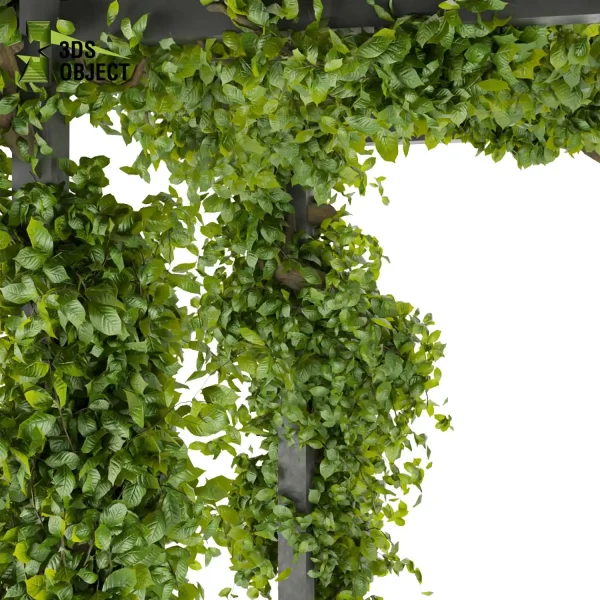 3d creeping ivy plant models botanical Visualization Landscape Foliage Vegetation buy purchase Rendering Environment tree Design high low poly cinema 4d 3ds max blender enscpae fbx obj Rhino Sketchup lumion balcony decorative hamedorea