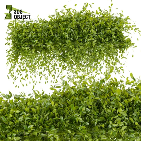3d creeping ivy plant models botanical Visualization Landscape Foliage Vegetation buy purchase Rendering Environment tree Design high low poly cinema 4d 3ds max blender enscpae fbx obj Rhino Sketchup lumion buildingdesign architecturesimulation