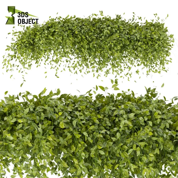 3d creeping ivy plant models botanical Visualization Landscape Foliage Vegetation buy purchase Rendering Environment tree Design high low poly cinema 4d 3ds max blender enscpae fbx obj Rhino Sketchup lumion buildingdesign architecturesimulation