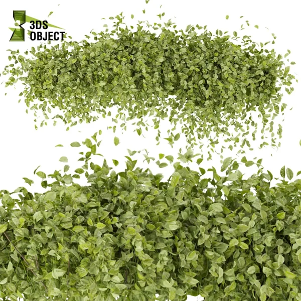 3d creeping ivy plant models botanical Visualization Landscape Foliage Vegetation buy purchase Rendering Environment tree Design high low poly cinema 4d 3ds max blender enscpae fbx obj Rhino Sketchup lumion buildingdesign architecturesimulation
