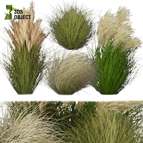 3d grass pampas autumnalis plant models botanical Visualization Landscape Foliage Vegetation buy purchase Rendering Environment tree Design high low poly architectural visualization cinema 4d 3ds max blender enscpae fbx obj Rhino Sketchup lumion