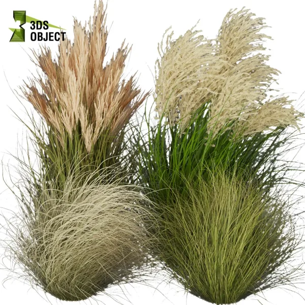 3d grass pampas autumnalis plant models botanical Visualization Landscape Foliage Vegetation buy purchase Rendering Environment tree Design high low poly architectural visualization cinema 4d 3ds max blender enscpae fbx obj Rhino Sketchup lumion