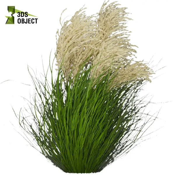 3d grass pampas autumnalis plant models botanical Visualization Landscape Foliage Vegetation buy purchase Rendering Environment tree Design high low poly architectural visualization cinema 4d 3ds max blender enscpae fbx obj Rhino Sketchup lumion