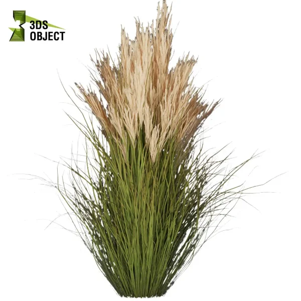 3d grass pampas autumnalis plant models botanical Visualization Landscape Foliage Vegetation buy purchase Rendering Environment tree Design high low poly architectural visualization cinema 4d 3ds max blender enscpae fbx obj Rhino Sketchup lumion
