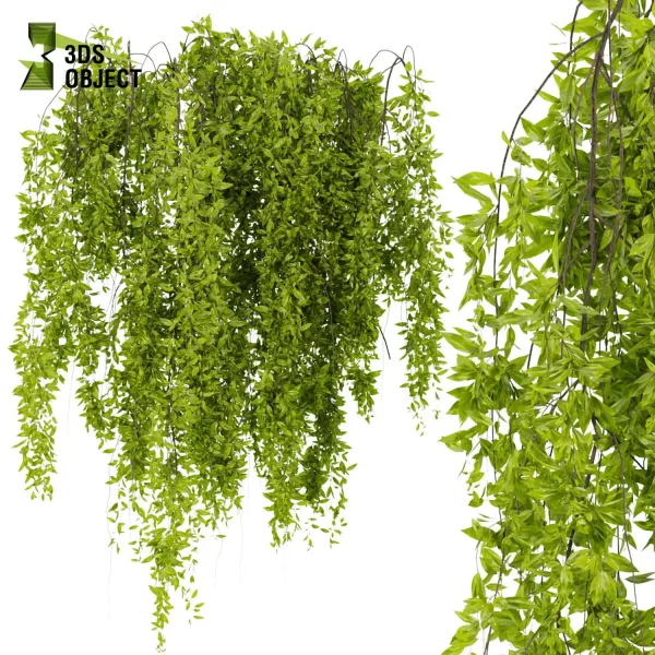 3d creeping ivy plant models botanical Visualization Landscape Foliage Vegetation buy purchase Rendering Environment tree Design high low poly pot greenhouse balcony decorative hamedorea architectural3D simulator virtualdesign architecturevisuali cinema 4d 3ds max blender enscpae fbx obj Rhino Sketchup lumion