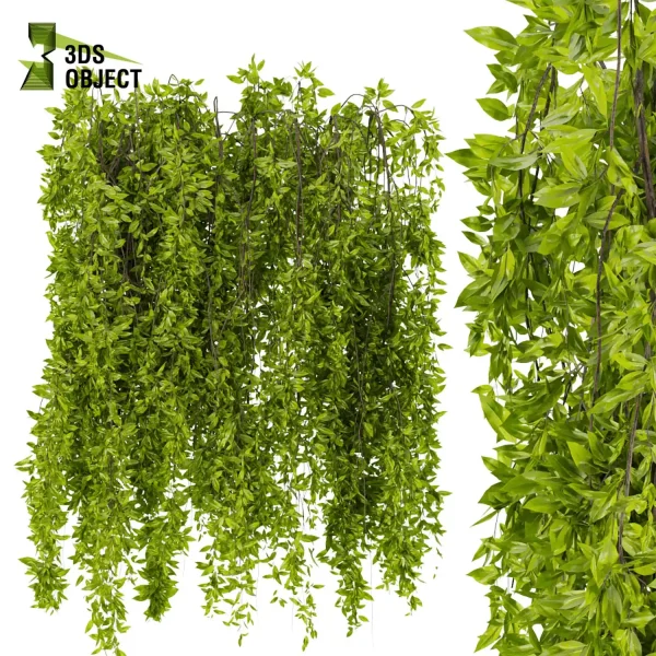 3d creeping ivy plant models botanical Visualization Landscape Foliage Vegetation buy purchase Rendering Environment tree Design high low poly pot greenhouse balcony decorative hamedorea architectural3D simulator virtualdesign architecturevisuali cinema 4d 3ds max blender enscpae fbx obj Rhino Sketchup lumion