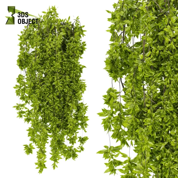 3d creeping ivy plant models botanical Visualization Landscape Foliage Vegetation buy purchase Rendering Environment tree Design high low poly pot greenhouse balcony decorative hamedorea architectural3D simulator virtualdesign architecturevisuali cinema 4d 3ds max blender enscpae fbx obj Rhino Sketchup lumion