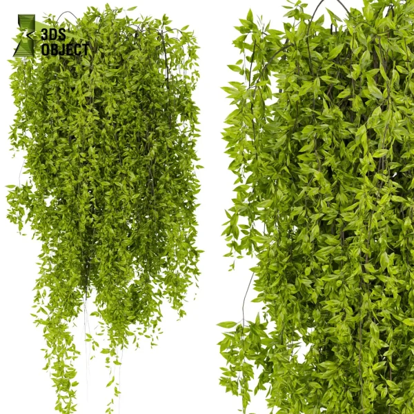 3d creeping ivy plant models botanical Visualization Landscape Foliage Vegetation buy purchase Rendering Environment tree Design high low poly pot greenhouse balcony decorative hamedorea architectural3D simulator virtualdesign architecturevisuali cinema 4d 3ds max blender enscpae fbx obj Rhino Sketchup lumion