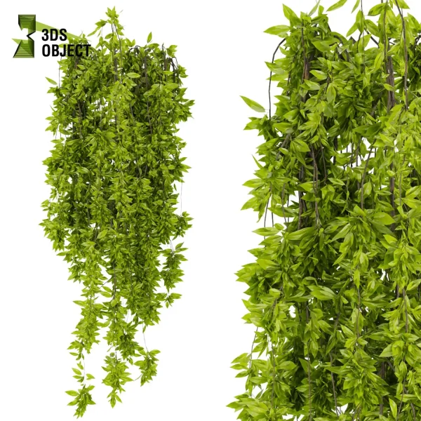 3d creeping ivy plant models botanical Visualization Landscape Foliage Vegetation buy purchase Rendering Environment tree Design high low poly pot greenhouse balcony decorative hamedorea architectural3D simulator virtualdesign architecturevisuali cinema 4d 3ds max blender enscpae fbx obj Rhino Sketchup lumion