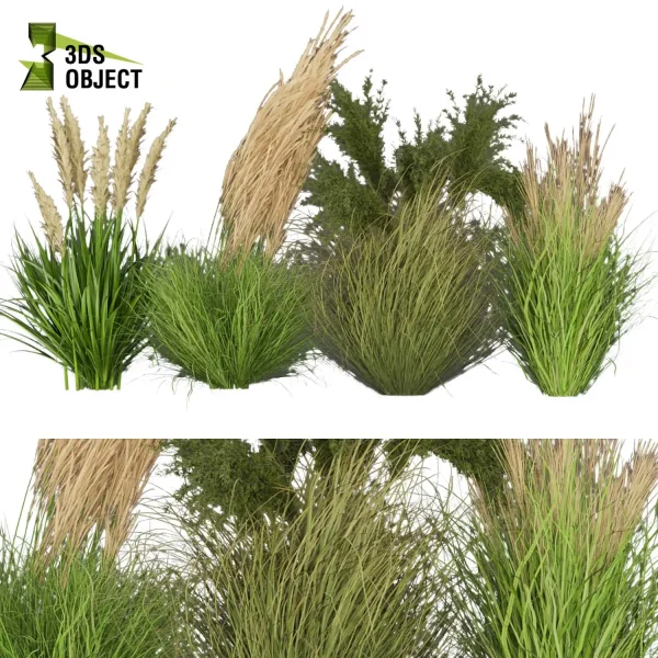 3d grass pampas autumnalis plant models botanical Visualization Landscape Foliage Vegetation buy purchase Rendering Environment tree Design high low poly architectural visualization cinema 4d 3ds max blender enscpae fbx obj Rhino Sketchup lumion