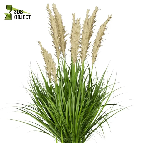 3d grass pampas autumnalis plant models botanical Visualization Landscape Foliage Vegetation buy purchase Rendering Environment tree Design high low poly architectural visualization cinema 4d 3ds max blender enscpae fbx obj Rhino Sketchup lumion