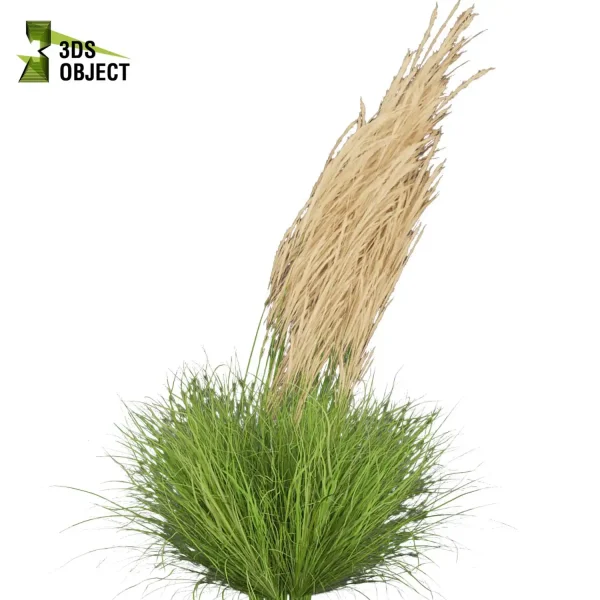 3d grass pampas autumnalis plant models botanical Visualization Landscape Foliage Vegetation buy purchase Rendering Environment tree Design high low poly architectural visualization cinema 4d 3ds max blender enscpae fbx obj Rhino Sketchup lumion