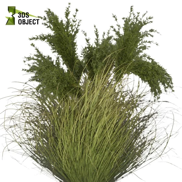 3d grass pampas autumnalis plant models botanical Visualization Landscape Foliage Vegetation buy purchase Rendering Environment tree Design high low poly architectural visualization cinema 4d 3ds max blender enscpae fbx obj Rhino Sketchup lumion