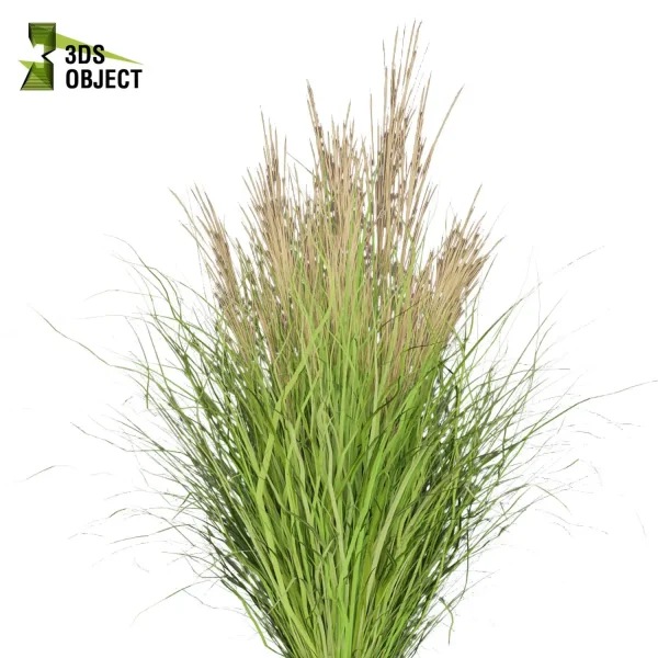 3d grass pampas autumnalis plant models botanical Visualization Landscape Foliage Vegetation buy purchase Rendering Environment tree Design high low poly architectural visualization cinema 4d 3ds max blender enscpae fbx obj Rhino Sketchup lumion