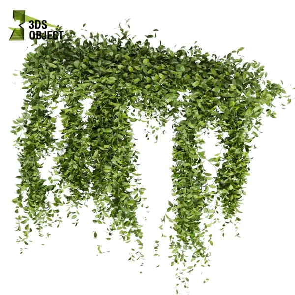 3d creeping ivy plant models botanical Visualization Landscape Foliage Vegetation buy purchase Rendering Environment tree Design high low poly 3D architectural visualization cinema 4d 3ds max blender enscpae fbx obj Rhino Sketchup lumion Creeping ivy buy