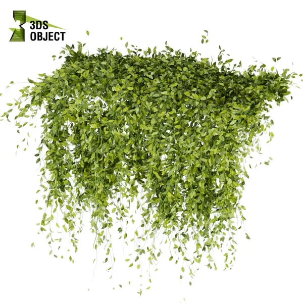 3d creeping ivy plant models botanical Visualization Landscape Foliage Vegetation buy purchase Rendering Environment tree Design high low poly 3D architectural visualization cinema 4d 3ds max blender enscpae fbx obj Rhino Sketchup lumion Creeping ivy buy