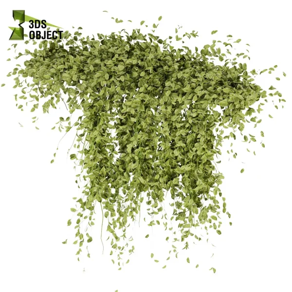3d creeping ivy plant models botanical Visualization Landscape Foliage Vegetation buy purchase Rendering Environment tree Design high low poly 3D architectural visualization cinema 4d 3ds max blender enscpae fbx obj Rhino Sketchup lumion Creeping ivy buy