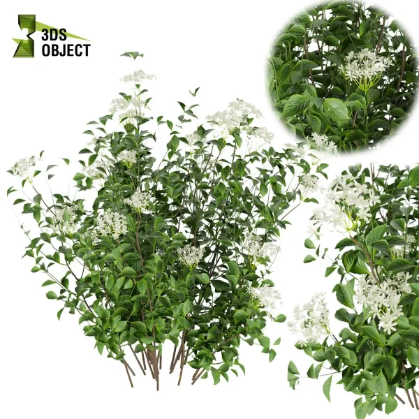 3d bush plant models botanical Visualization Landscape Foliage Vegetation buy purchase Rendering Environment tree Design high low poly hydrangea serrata 3D Bush Models Bush Plant Assets cinema 4d 3ds max blender enscpae fbx obj Rhino Sketchup lumion