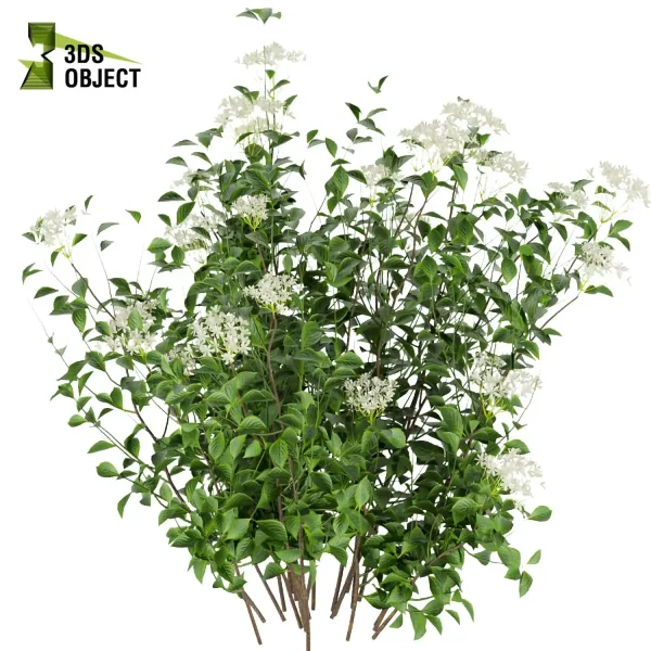 3d bush plant models botanical Visualization Landscape Foliage Vegetation buy purchase Rendering Environment tree Design high low poly hydrangea serrata 3D Bush Models Bush Plant Assets cinema 4d 3ds max blender enscpae fbx obj Rhino Sketchup lumion
