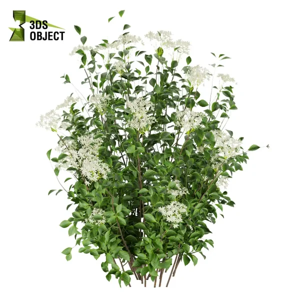 3d bush plant models botanical Visualization Landscape Foliage Vegetation buy purchase Rendering Environment tree Design high low poly hydrangea serrata 3D Bush Models Bush Plant Assets cinema 4d 3ds max blender enscpae fbx obj Rhino Sketchup lumion