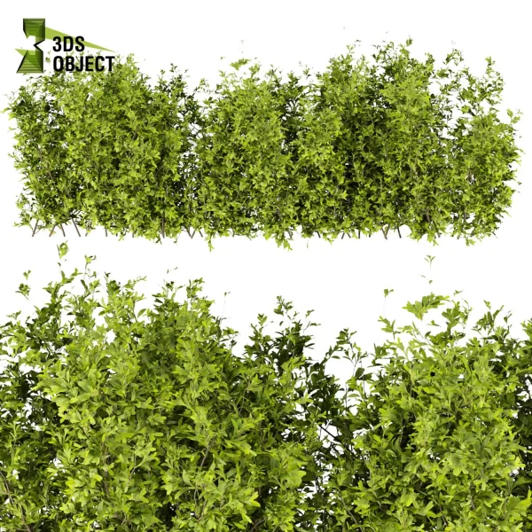 3d bush plant models botanical Visualization Landscape Foliage Vegetation buy purchase Rendering Environment tree Design high low poly Ficus bush ficus altissima 3D architectural visualization cinema 4d 3ds max blender enscpae fbx obj Rhino Sketchup lumion