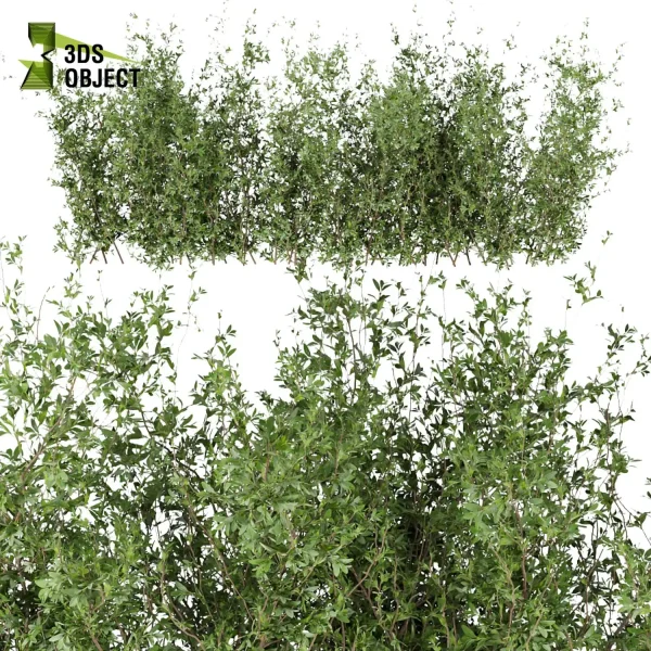 3d bush plant models botanical Visualization Landscape Foliage Vegetation buy purchase Rendering Environment tree Design high low poly Ficus bush ficus altissima 3D architectural visualization cinema 4d 3ds max blender enscpae fbx obj Rhino Sketchup lumion