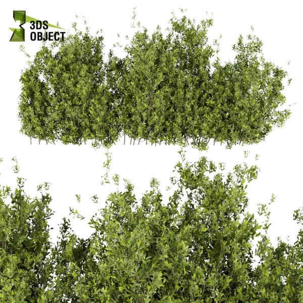 3d bush plant models botanical Visualization Landscape Foliage Vegetation buy purchase Rendering Environment tree Design high low poly Ficus bush ficus altissima 3D architectural visualization cinema 4d 3ds max blender enscpae fbx obj Rhino Sketchup lumion