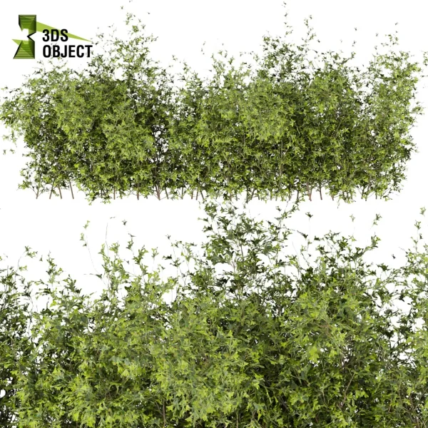 3d bush plant models botanical Visualization Landscape Foliage Vegetation buy purchase Rendering Environment tree Design high low poly Ficus bush ficus altissima 3D architectural visualization cinema 4d 3ds max blender enscpae fbx obj Rhino Sketchup lumion