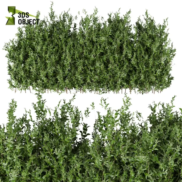 3d bush plant models botanical Visualization Landscape Foliage Vegetation buy purchase Rendering Environment tree Design high low poly Ficus bush ficus altissima 3D architectural visualization cinema 4d 3ds max blender enscpae fbx obj Rhino Sketchup lumion