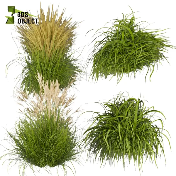 3d grass pampas autumnalis plant models botanical Visualization Landscape Foliage Vegetation buy purchase Rendering Environment tree Design high low poly 3drendering rendering 3drender Grass Simulation Virtual Grass Generator cinema 4d 3ds max blender enscpae fbx obj Rhino Sketchup lumion