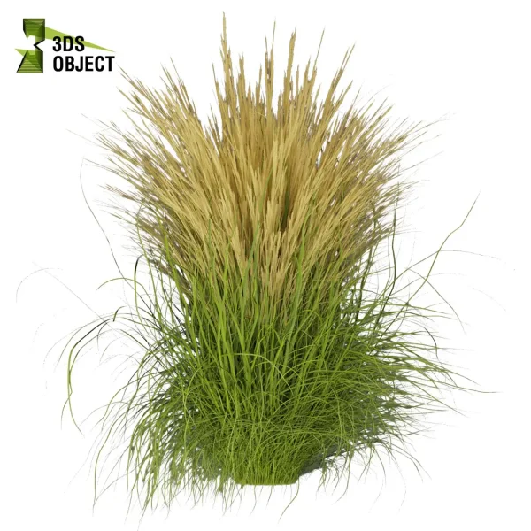 3d grass pampas autumnalis plant models botanical Visualization Landscape Foliage Vegetation buy purchase Rendering Environment tree Design high low poly 3drendering rendering 3drender Grass Simulation Virtual Grass Generator cinema 4d 3ds max blender enscpae fbx obj Rhino Sketchup lumion