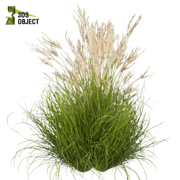 3d grass pampas autumnalis plant models botanical Visualization Landscape Foliage Vegetation buy purchase Rendering Environment tree Design high low poly 3drendering rendering 3drender Grass Simulation Virtual Grass Generator cinema 4d 3ds max blender enscpae fbx obj Rhino Sketchup lumion