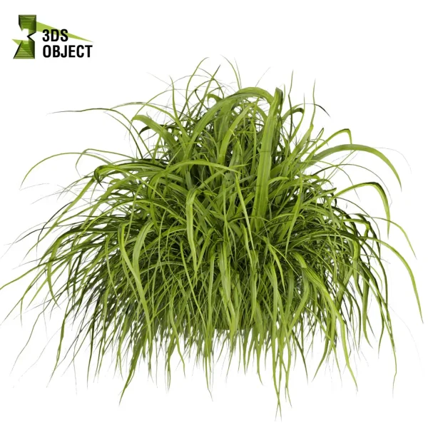 3d grass pampas autumnalis plant models botanical Visualization Landscape Foliage Vegetation buy purchase Rendering Environment tree Design high low poly 3drendering rendering 3drender Grass Simulation Virtual Grass Generator cinema 4d 3ds max blender enscpae fbx obj Rhino Sketchup lumion