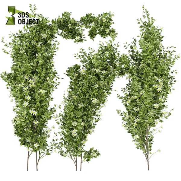 3d creeping ivy plant models botanical Visualization Landscape Foliage Vegetation buy purchase Rendering Environment tree Design high low poly buildingdesign architecturesimulation virtualrealityarchitecture cinema 4d 3ds max blender enscpae fbx obj Rhino Sketchup lumion