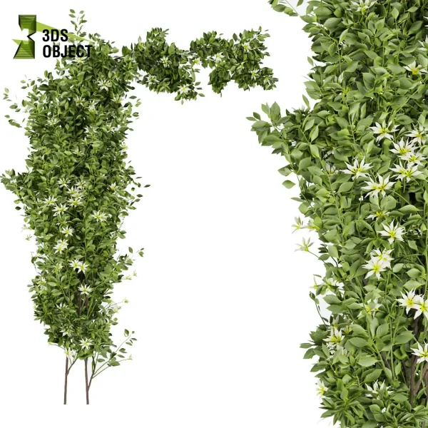 3d creeping ivy plant models botanical Visualization Landscape Foliage Vegetation buy purchase Rendering Environment tree Design high low poly buildingdesign architecturesimulation virtualrealityarchitecture cinema 4d 3ds max blender enscpae fbx obj Rhino Sketchup lumion