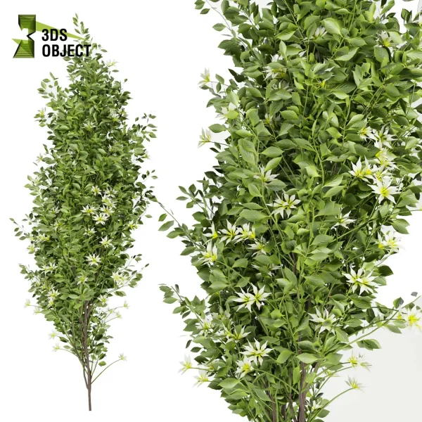 3d creeping ivy plant models botanical Visualization Landscape Foliage Vegetation buy purchase Rendering Environment tree Design high low poly buildingdesign architecturesimulation virtualrealityarchitecture cinema 4d 3ds max blender enscpae fbx obj Rhino Sketchup lumion