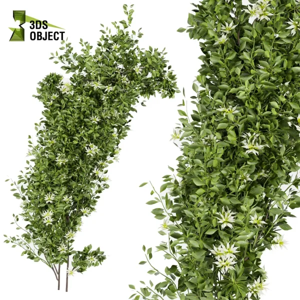 3d creeping ivy plant models botanical Visualization Landscape Foliage Vegetation buy purchase Rendering Environment tree Design high low poly buildingdesign architecturesimulation virtualrealityarchitecture cinema 4d 3ds max blender enscpae fbx obj Rhino Sketchup lumion