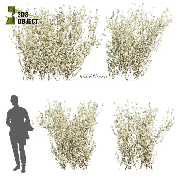 3d bush plant models botanical Visualization Landscape Foliage Vegetation buy purchase Rendering Environment tree Design high low poly blackthorn prunus spinosa cinema 4d 3ds max blender enscpae fbx obj Rhino Sketchup lumion virtualdesign architecturevisualization architectural