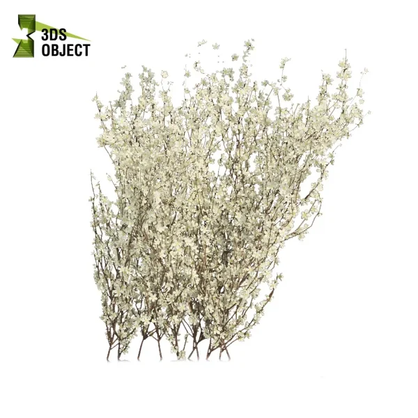 3d bush plant models botanical Visualization Landscape Foliage Vegetation buy purchase Rendering Environment tree Design high low poly blackthorn prunus spinosa cinema 4d 3ds max blender enscpae fbx obj Rhino Sketchup lumion virtualdesign architecturevisualization architectural