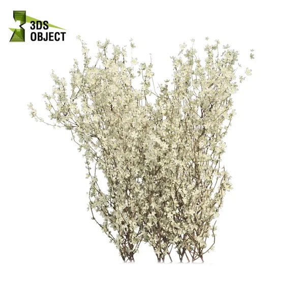 3d bush plant models botanical Visualization Landscape Foliage Vegetation buy purchase Rendering Environment tree Design high low poly blackthorn prunus spinosa cinema 4d 3ds max blender enscpae fbx obj Rhino Sketchup lumion virtualdesign architecturevisualization architectural