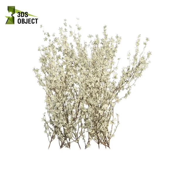 3d bush plant models botanical Visualization Landscape Foliage Vegetation buy purchase Rendering Environment tree Design high low poly blackthorn prunus spinosa cinema 4d 3ds max blender enscpae fbx obj Rhino Sketchup lumion virtualdesign architecturevisualization architectural