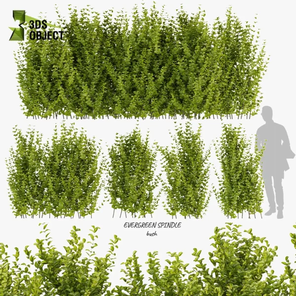 3d bush plant models botanical Visualization Landscape Foliage Vegetation buy purchase Rendering Environment tree Design high low poly evergreen spindle planter pot greenhouse balcony decorative blender enscpae fbx obj Rhino Sketchup lumion Botanical Simulation Plant Visualization Vegetation Modeling