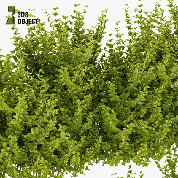 3d bush plant models botanical Visualization Landscape Foliage Vegetation buy purchase Rendering Environment tree Design high low poly evergreen spindle planter pot greenhouse balcony decorative blender enscpae fbx obj Rhino Sketchup lumion Botanical Simulation Plant Visualization Vegetation Modeling
