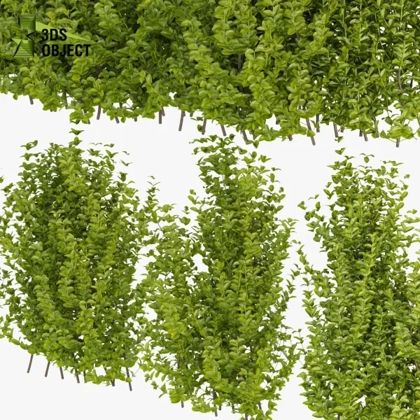 3d bush plant models botanical Visualization Landscape Foliage Vegetation buy purchase Rendering Environment tree Design high low poly evergreen spindle planter pot greenhouse balcony decorative blender enscpae fbx obj Rhino Sketchup lumion Botanical Simulation Plant Visualization Vegetation Modeling