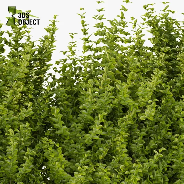 3d bush plant models botanical Visualization Landscape Foliage Vegetation buy purchase Rendering Environment tree Design high low poly evergreen spindle planter pot greenhouse balcony decorative blender enscpae fbx obj Rhino Sketchup lumion Botanical Simulation Plant Visualization Vegetation Modeling