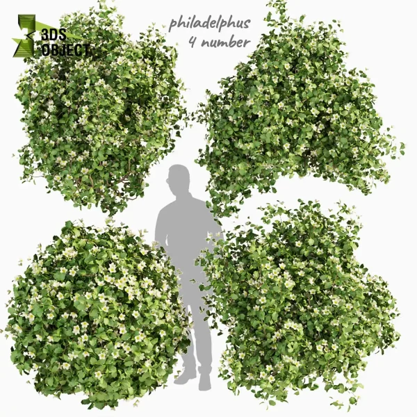3d bush plant models botanical Visualization Landscape Foliage Vegetation buy purchase Rendering Environment tree Design high low poly philadelphus cinema 4d 3ds max blender enscpae fbx obj Rhino Sketchup lumion