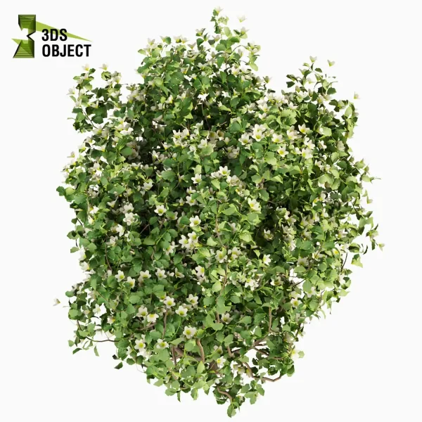 3d bush plant models botanical Visualization Landscape Foliage Vegetation buy purchase Rendering Environment tree Design high low poly philadelphus cinema 4d 3ds max blender enscpae fbx obj Rhino Sketchup lumion
