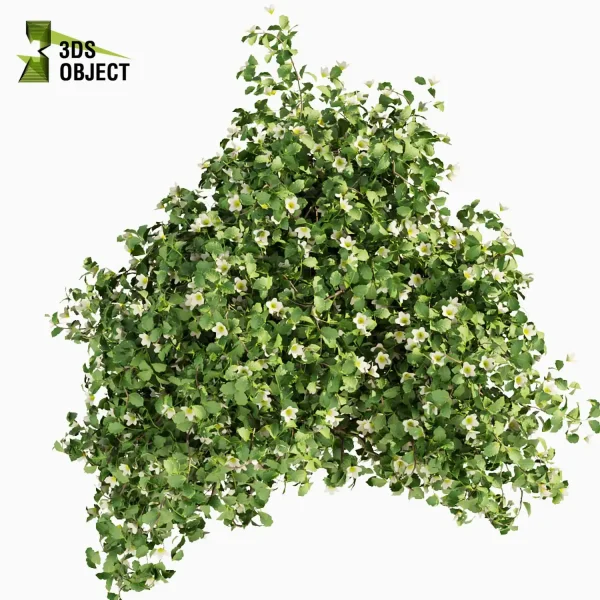 3d bush plant models botanical Visualization Landscape Foliage Vegetation buy purchase Rendering Environment tree Design high low poly philadelphus cinema 4d 3ds max blender enscpae fbx obj Rhino Sketchup lumion