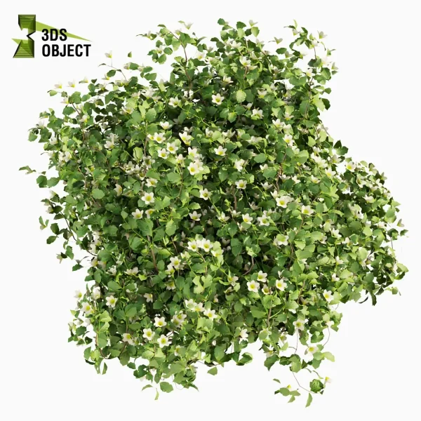 3d bush plant models botanical Visualization Landscape Foliage Vegetation buy purchase Rendering Environment tree Design high low poly philadelphus cinema 4d 3ds max blender enscpae fbx obj Rhino Sketchup lumion